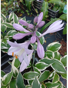 Funkia 'Patriot' - Hosta  2L 2