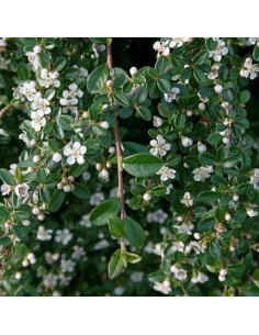 Irga szwedzka 'Coral Beauty' sadzonki 2