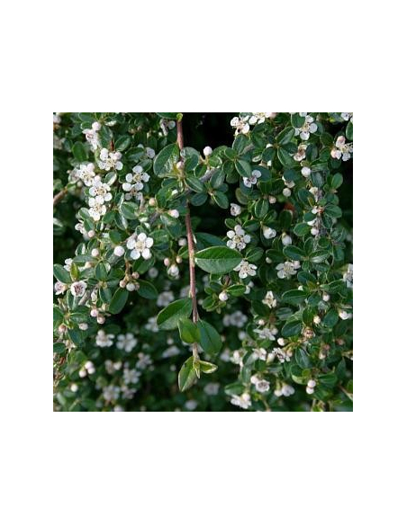 Irga szwedzka 'Coral Beauty' sadzonki