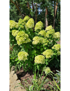 Hortensja bukietowa 'Limelight' - Hydrangea panicu