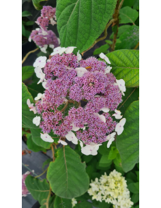 Hortensja kosmata - Hydrangea aspera 3L