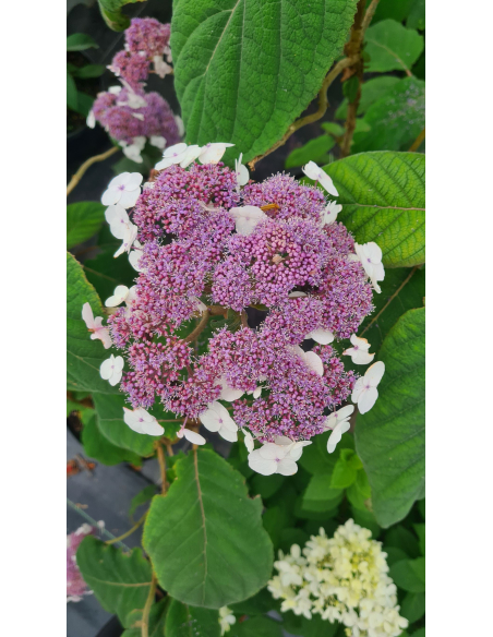 Hortensja kosmata - Hydrangea aspera 3L
