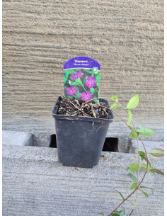Gęsty, zimozielony dywan barwinka 'Atropurpurea' z purpurowo-fioletowymi kwiatami. 2