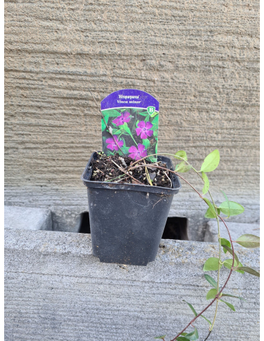 Barwinek 'Atropurpurea' – płożąca roślina w doniczce P9