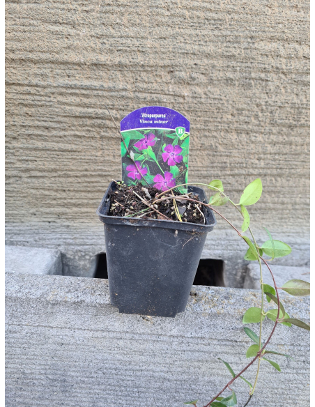 Barwinek 'Atropurpurea' – płożąca roślina w doniczce P9