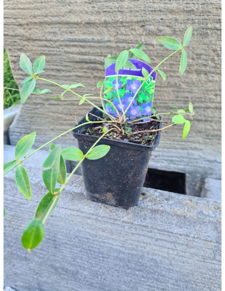 Barwinek Pospolity (Vinca minor) - Roślina Okrywowa do Cienia P9