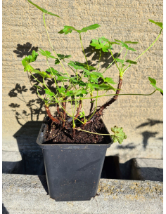 Bodziszek kantabryjski 'Karmina' (Geranium) sadzonka P9