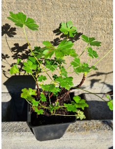 Bodziszek kantabryjski 'Karmina' (Geranium) sadzonka P9 2