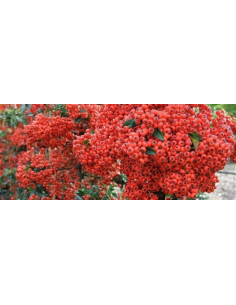Ognik szkarłatny 'Red Column' 3L - Pyracantha cocc