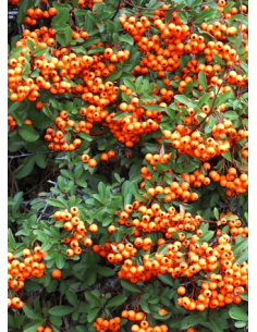 Ognik 'Orange Glow' - Pyracantha coccinea 3L