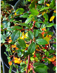 Irga Dammera 'Major' - Cotoneaster dammeri - P9