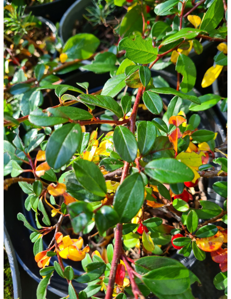 Irga Dammera 'Major' - Cotoneaster dammeri - P9