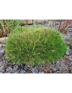 Kostrzewa Gautiera Miotlasta 'Pic Carlit'-P9- Festuca