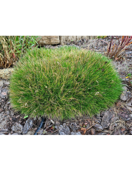 Kostrzewa Gautiera Miotlasta 'Pic Carlit'-P9- Festuca