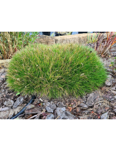 Kostrzewa Gautiera Miotlasta 'Pic Carlit'-P9- Festuca 2