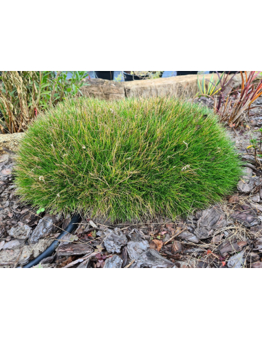 Kostrzewa Gautiera Miotlasta 'Pic Carlit'-P9- Festuca