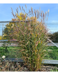 Miskant chiński 'Punktchen' - Miskant sinensis 2L
