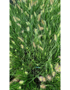 Rozplenica japońska 'Little Bunny' - Pennisetum  1