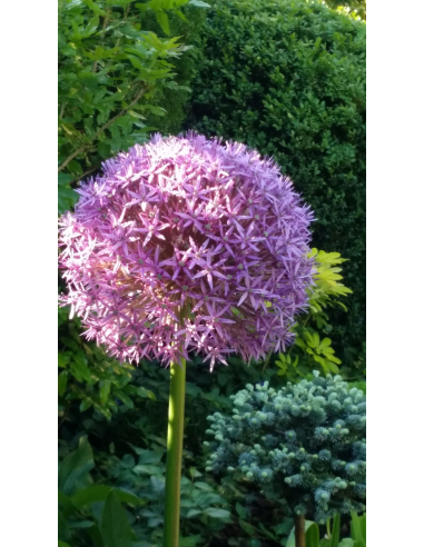 Czosnek ozdobny 'Globemaster' - Allium 4L