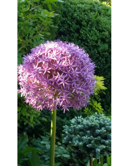 Czosnek ozdobny 'Globemaster' - Allium 4L