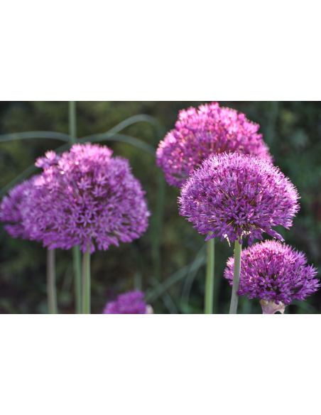 Czosnek ozdobny 'Purple sensation' - Allium hollan