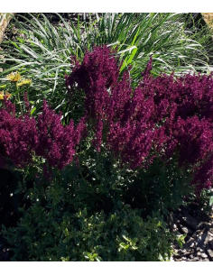 Szałwia omszona 'Schwellenburg' - Salvia  nemorosa 2L