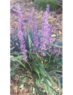 Liriope szafirkowata 'Big Blue' 2L - Liriope muscari 2