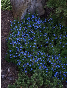 Nawrot rozpierzchły  'Heavenly Blue' - Lithodora 1 2