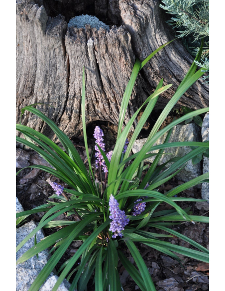Liriope szafirkowata 'Big Blue' 2L - Liriope muscari