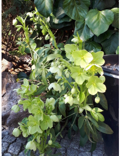 Ciemiernik korsykański - Helleborus lividus 2L 2