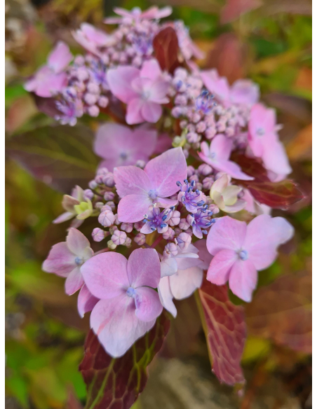 Hortensja piłkowana 'Blue bird' 3L