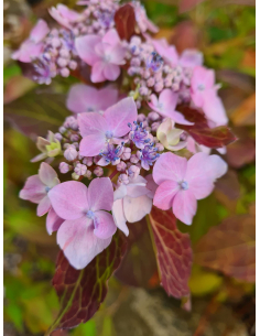 Hortensja piłkowana 'Blue bird' 3L 2