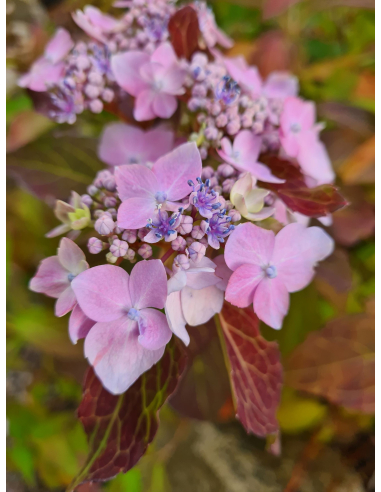 Hortensja piłkowana 'Blue bird' 3L