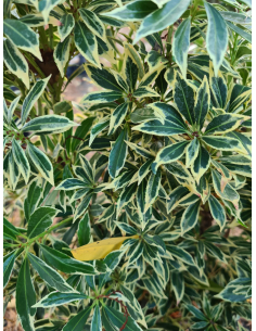 Pieris japonica 'Little Heath' sadzonki