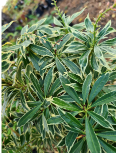 Pieris japonica 'Little Heath' sadzonki 2