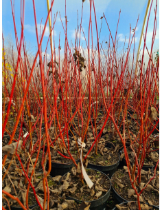 Dereń biały 'Aurea' - Cornus alba 3L