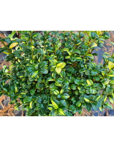 Dwukolorowe, zielono-kremowe liście bukszpanu 'Variegata'