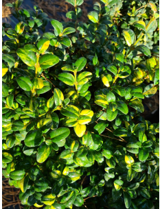 Dwukolorowe, zielono-kremowe liście bukszpanu 'Variegata'