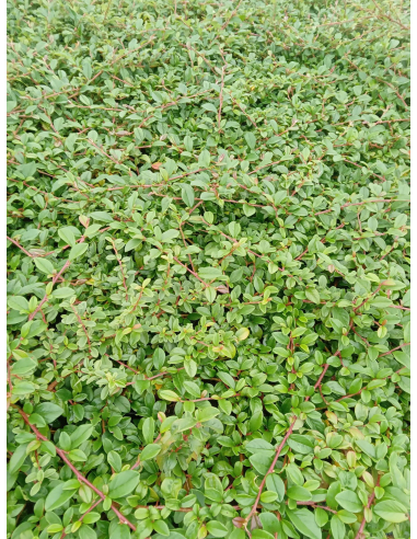 Irga szwedzka 'Coral Beauty' sadzonki