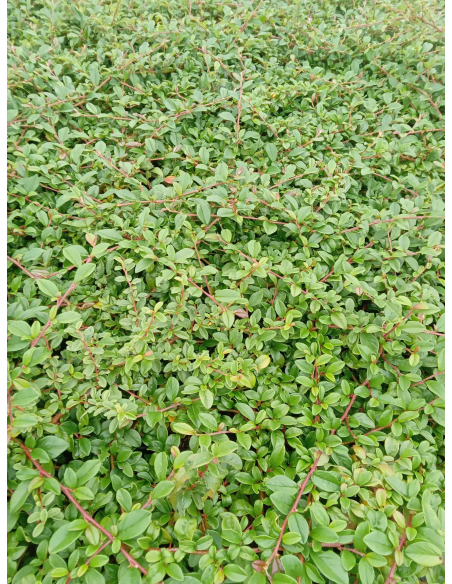 Irga szwedzka 'Coral Beauty' sadzonki