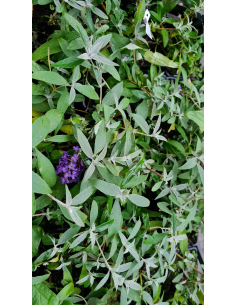 Niebiesko-fioletowe kwiatostany budlei 'Adonis Blue'