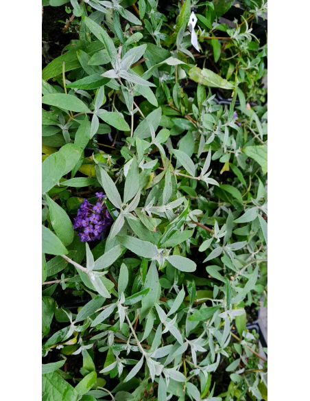 Niebiesko-fioletowe kwiatostany budlei 'Adonis Blue'