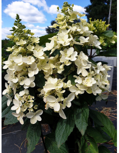 Hortensja bukietowa 'Candlelight' 3L