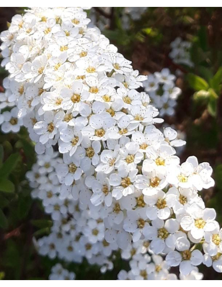 Tawuła szara 'Grefsheim' - Spirea x cinerea 2L