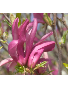 Magnolia 'Susan' 3L