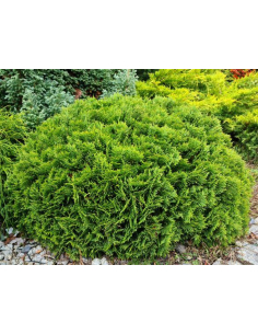 Żywotnik zachodni Danica - tuja, thuja, sadzonki