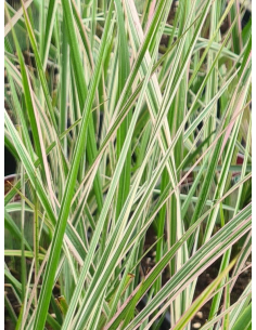 Trzcinnik  'Overdam' - Calamagrostis 2L 2
