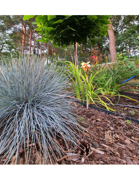 Kostrzewa sina 'Blue Horizon '- Festuca glauca P9