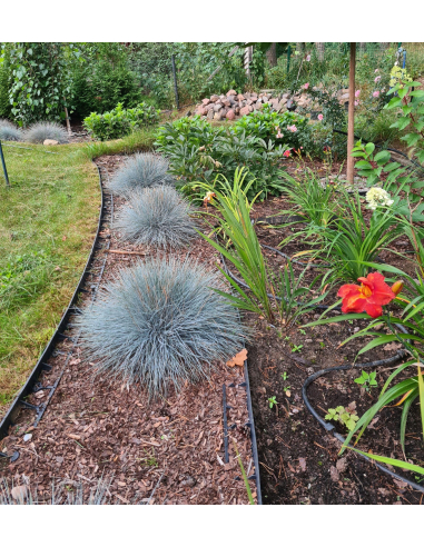 Kostrzewa sina 'Blue Horizon '- Festuca glauca P9