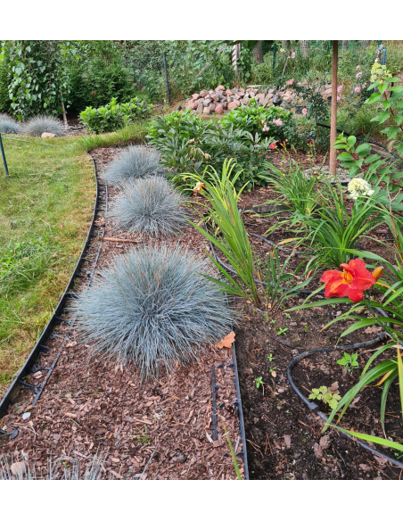 Kostrzewa sina 'Blue Horizon '- Festuca glauca P9
